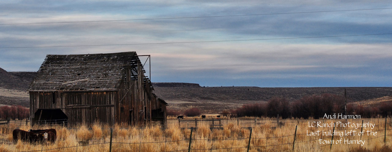 Photo courtesy of Andi Harmon LC Ranch Photography